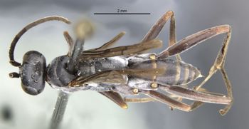 Media type: image;   Entomology 25907 Aspect: habitus dorsal view